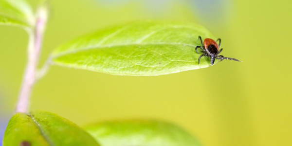 Earthing para la enfermedad de Lyme